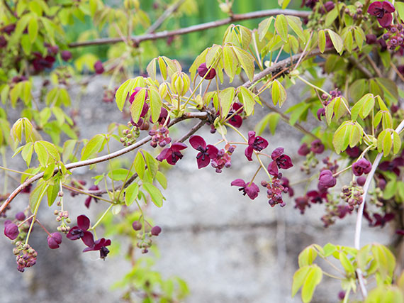 Akebia quinata: una trepadora que enamora